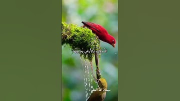 @dawlet-telawat الشيخ حلمي الجمل-نوادر روعه ممتاز جدا نادر #تلاوات