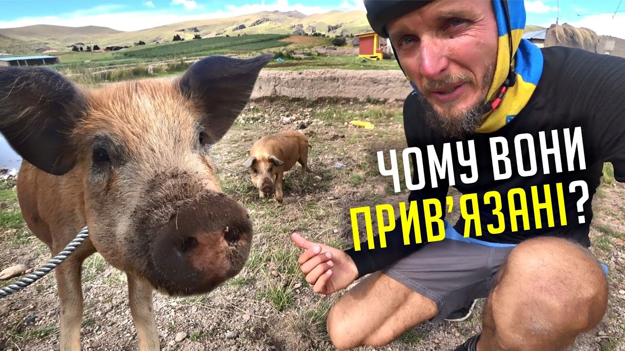 Перу. Прив'язані свині та інші дивні речі на озері Тітікака (№151) | Подорож по Південній Америці