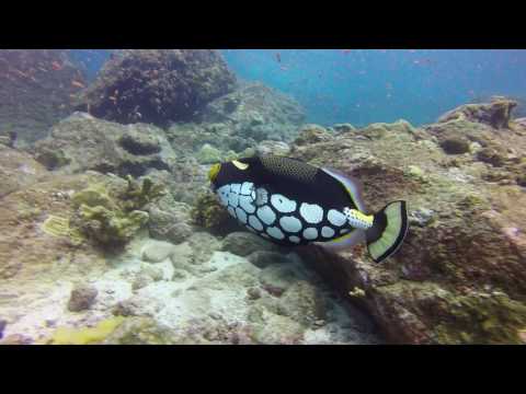 Clown Trigger Fish Defends its nest.