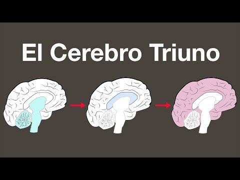 Video: ¿Qué sección del cerebro triuno nos conecta con los dinosaurios?