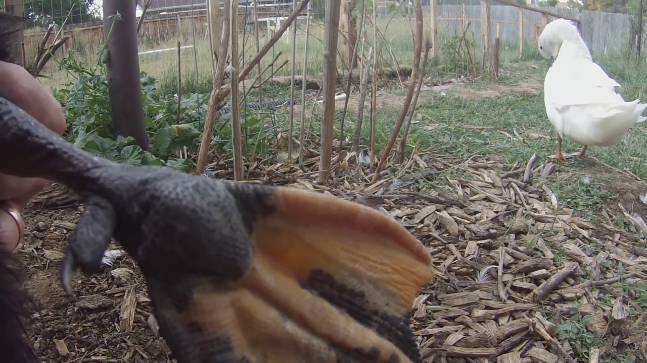 Vet-Approved Bumblefoot Treatment WITHOUT Surgery: Ducks / Chickens - YouTube