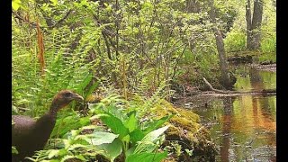 Wildlife Sightings: Trail Camera Tales screenshot 4