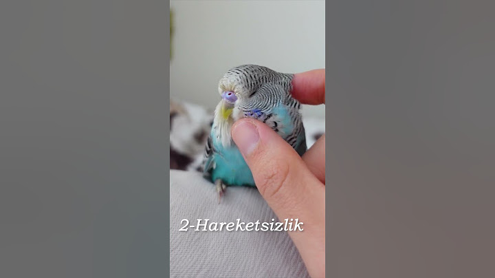 Kuşlarda 3 Hastalık Belirtisi