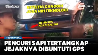 Download Lagu Viral Pencuri Ternak Tak Tahu Dirinya Dibuntuti, Ternyata Pemiliknya Pasang GPS di Kalung Sapi MP3