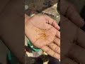 Nagin ke bil mein Moti Mila?? #moti #diamond #reelsinstagram #shortsfeed #instgram #shorts
