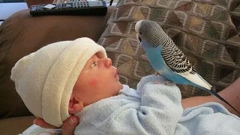 Cute Bird Falling in Love with Baby - Funny Parrots and Babies Compilation