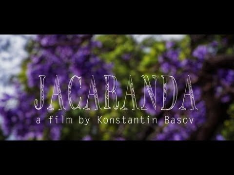 Jacaranda