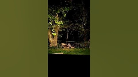 Wild boar hunting | Sufi Hamza #hunting  #wildboar #boarhunting