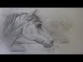 PAARDENHOOFD voor beginners grafiet tekening