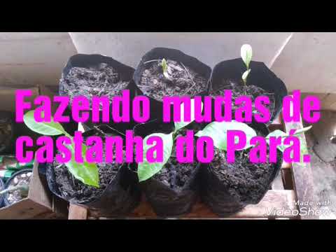 Vídeo: O que são castanhas-do-pará - Informações e dicas sobre o cultivo de castanhas-do-pará