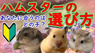 【ハムスター】おすすめハムスター！あなたにピッタリなのはどの子？【初心者向け】