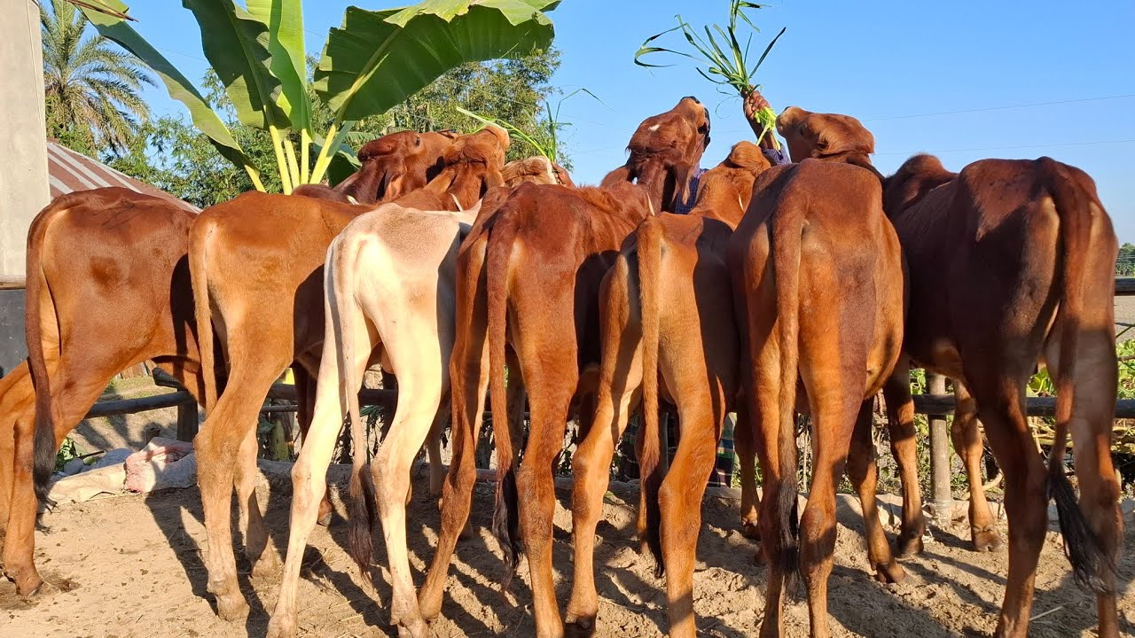 বর্ডার ক্রস ইন্ডিয়ান শাহীওয়াল জাতের ষাঁড় বাছুর গরুর লট কিনুন ডিরেক্ট বর্ডার এলাকা থেকে  