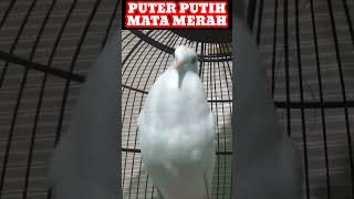 Suara burung puter putih mata merah gacor NGANGGUK... #shorts