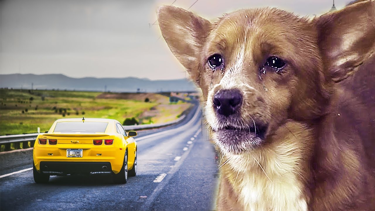 Man dropped his dog out of his car and left She ran after the car, not ...