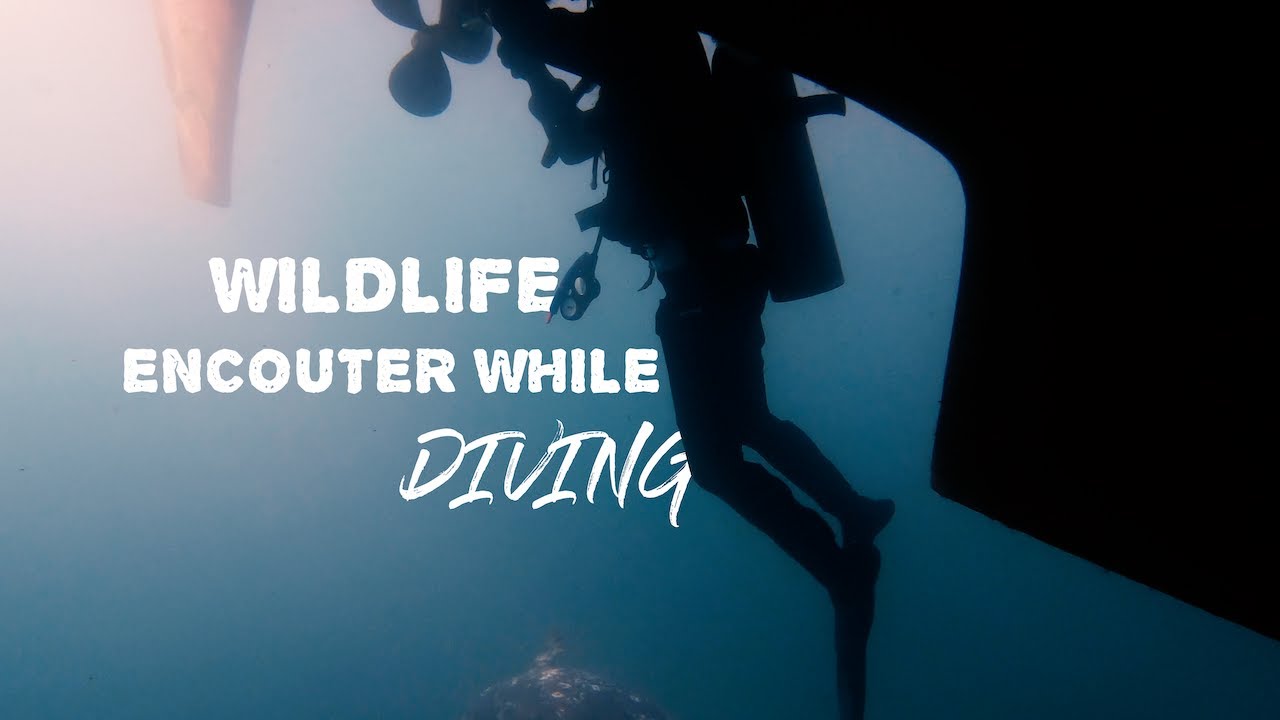 EP 8 | Wildlife ENCOUNTER while Diving on Zincs | & Fishing with Family