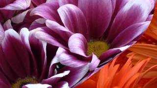 Arjasinikka - Ajethin da ziganaiseth