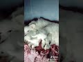 Puppies 🥰Chumma Not Having for Content #32 #puppyvideos #subscribe #puppylife