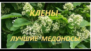 КЛЁНЫ ЛУЧШИЕ МЁДОНОСЫ