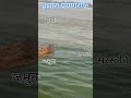 Ganga Yamuna Saraswati Sangam Prayagraj Mahakumbh2025 Ganga Yamuna 