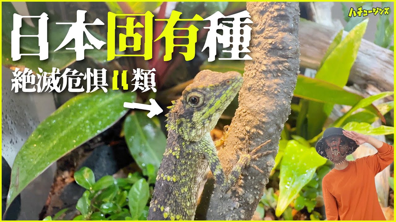 Introducing the Native Lizards of Japan Inhabiting Okinawa - YouTube