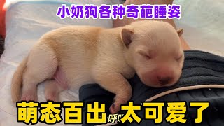 小奶狗各种奇葩睡姿，萌态百出，太可爱了
