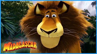 Who's the Cat? I'M THE CAT! | DreamWorks Madagascar
