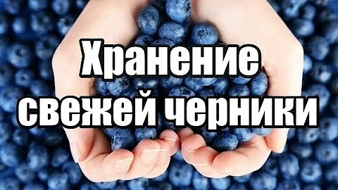 Хранение свежей черники. Сколько можно и Как хранить Свежую чернику в холодильнике после сбора ягоды