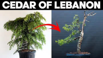 How to Make Bonsai from a Cedar of Lebanon