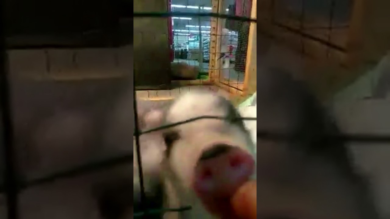 rural king dog grooming