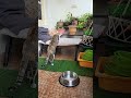 Daily Cat Life • Morning cat routine