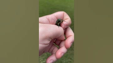 Green June beetle adult flight (with sound)