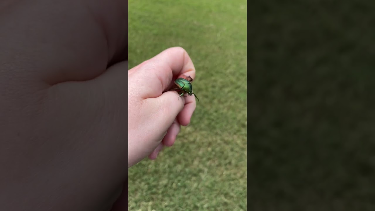Green June beetle adult flight (with sound) YouTube