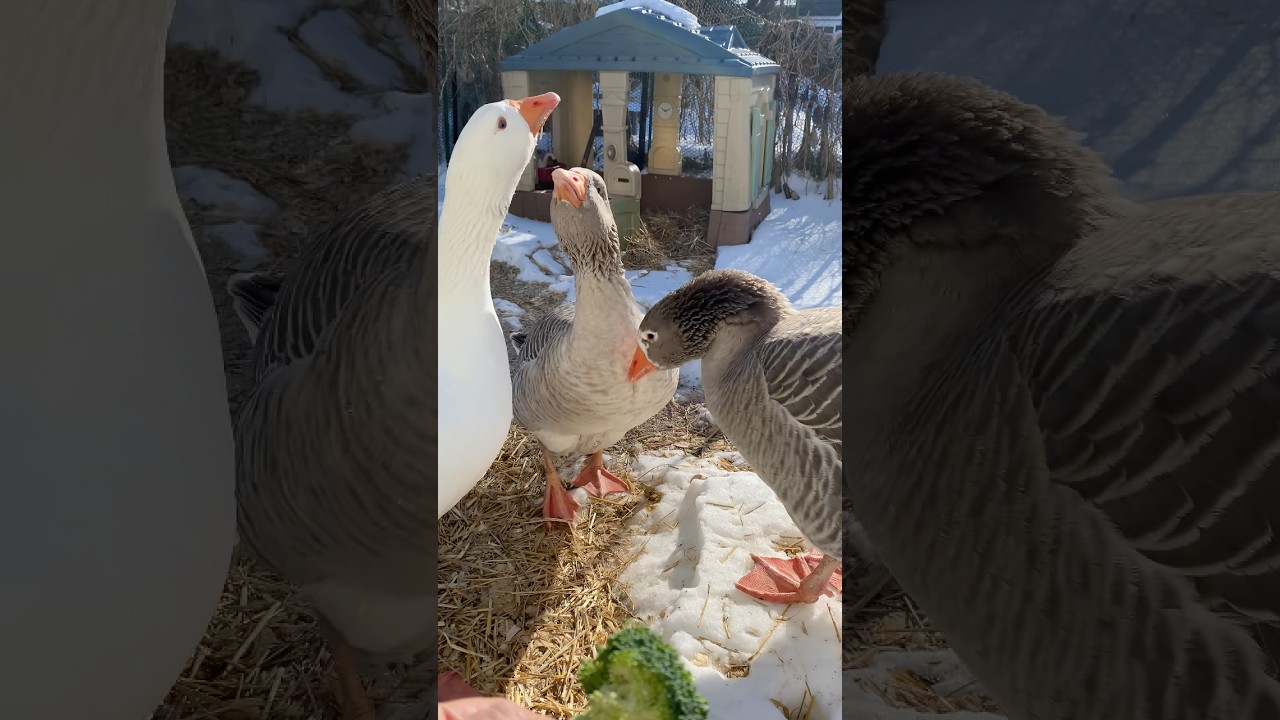 Coldest Day for Geese!