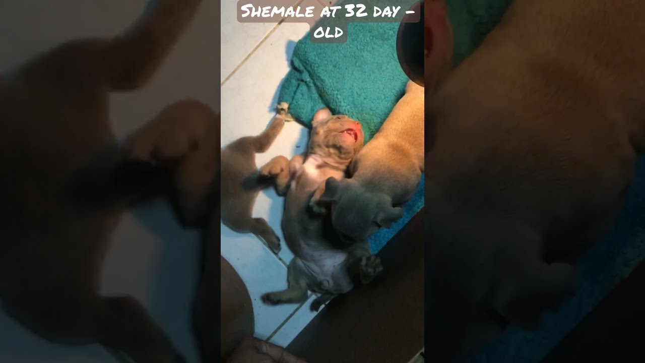 32 Day Old American Bully
