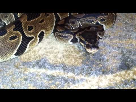 Grumpy Ball Python with strange headshake?