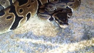 Grumpy Ball Python with strange headshake? Profile