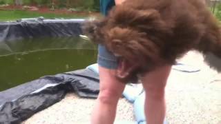 Funny Leaf Blower Dog