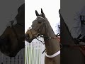 Constitution Hill ruled out of the Champion Hurdle ❌