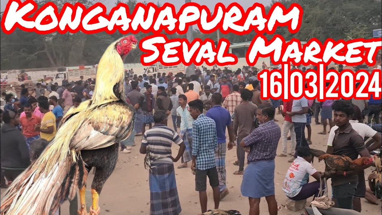 konganapuram seval Market🐓|#pets #birds #pets market #youtubevideo #video