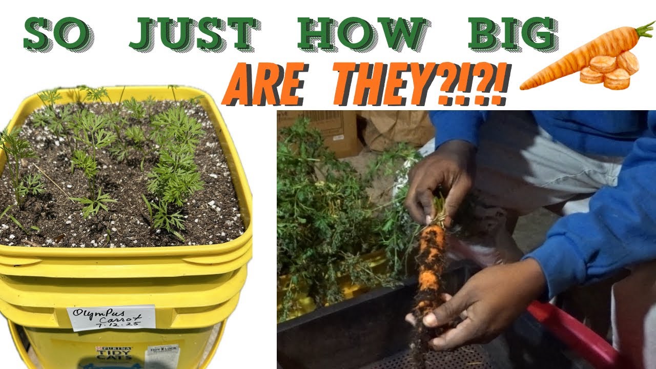 😺Урожай моркови из контейнера для кошачьего туалета: мой лучший урожай!🥕