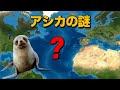 なぜ北大西洋にはアシカが一頭もいないの？｜アシカの起源と進化