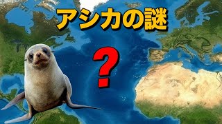 なぜ北大西洋にはアシカが一頭もいないの？｜アシカの起源と進化