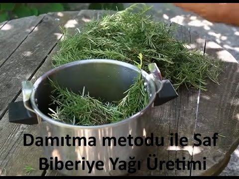 Video: Bahçe şahini - Adaçayı Ve Uçucu Yağ Bitkilerinin Zararlısı