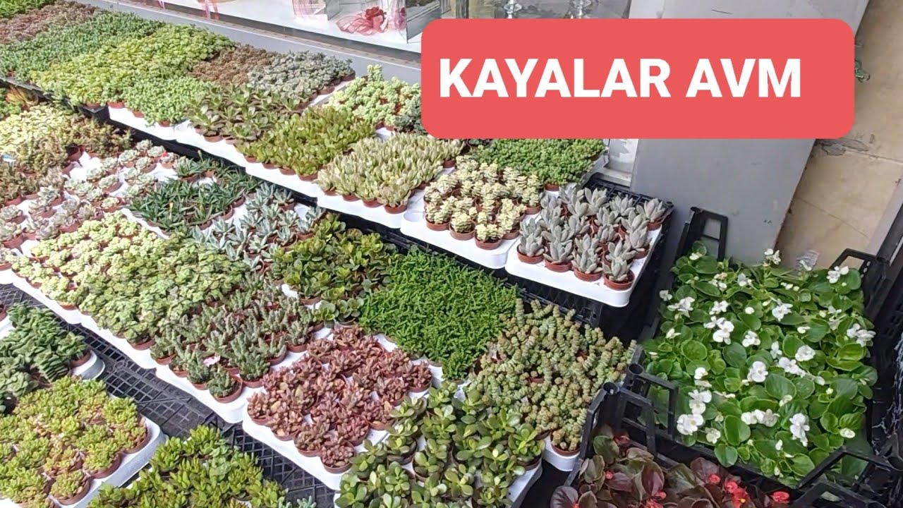 Uygun Fiyatlı Çiçekler/Sardunya/Küpeli/Kaktüs-Sukulent/ilkbahar sezonu