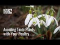 Avoiding toxic plants with your poultry