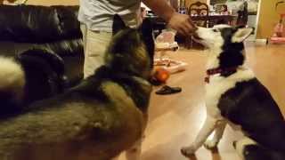 Two Siberian Huskies Perform Tricks For French Fries. by hydrors215 2,481 views 8 years ago 45 seconds