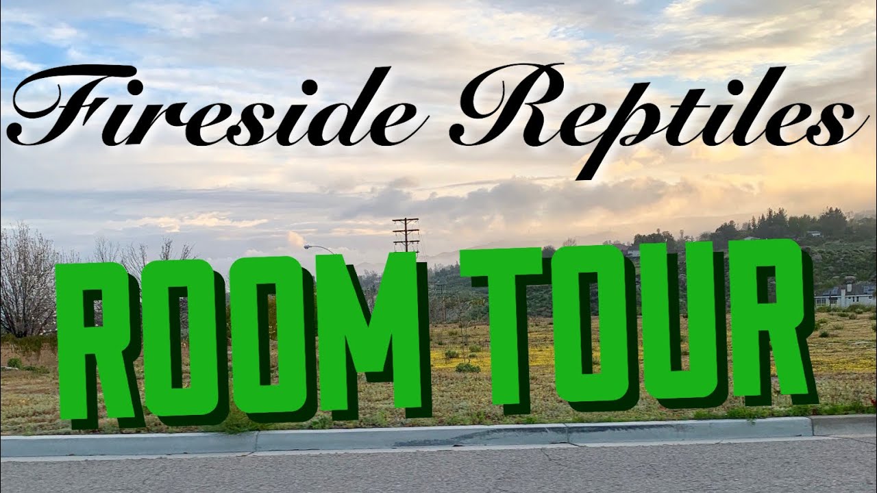rescue dogs rock nyc APRIL 2019 REPTILE ROOM TOUR