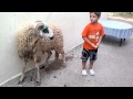 Le Mouton Mp4 
