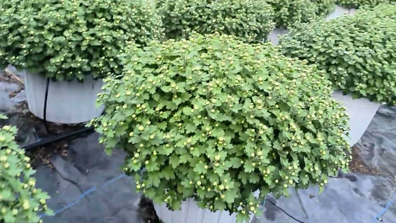 Cách trồng mâm xôi Hàn Tết 2026 phần 11 - cập nhật 08/12 Âm Lịch