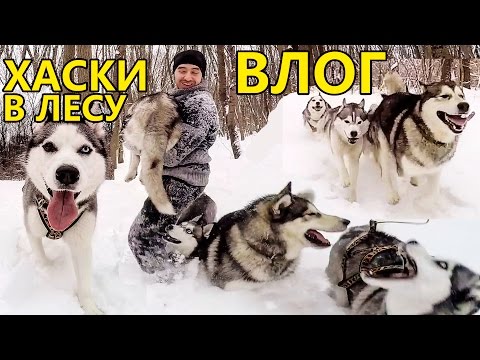 ВЛОГ: Маламут и Хаски в лесу. Счастливые собаки! VLOG: Malamute and Husky in a forest. Happy dogs